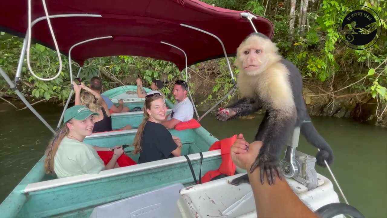 monkey island tour panama