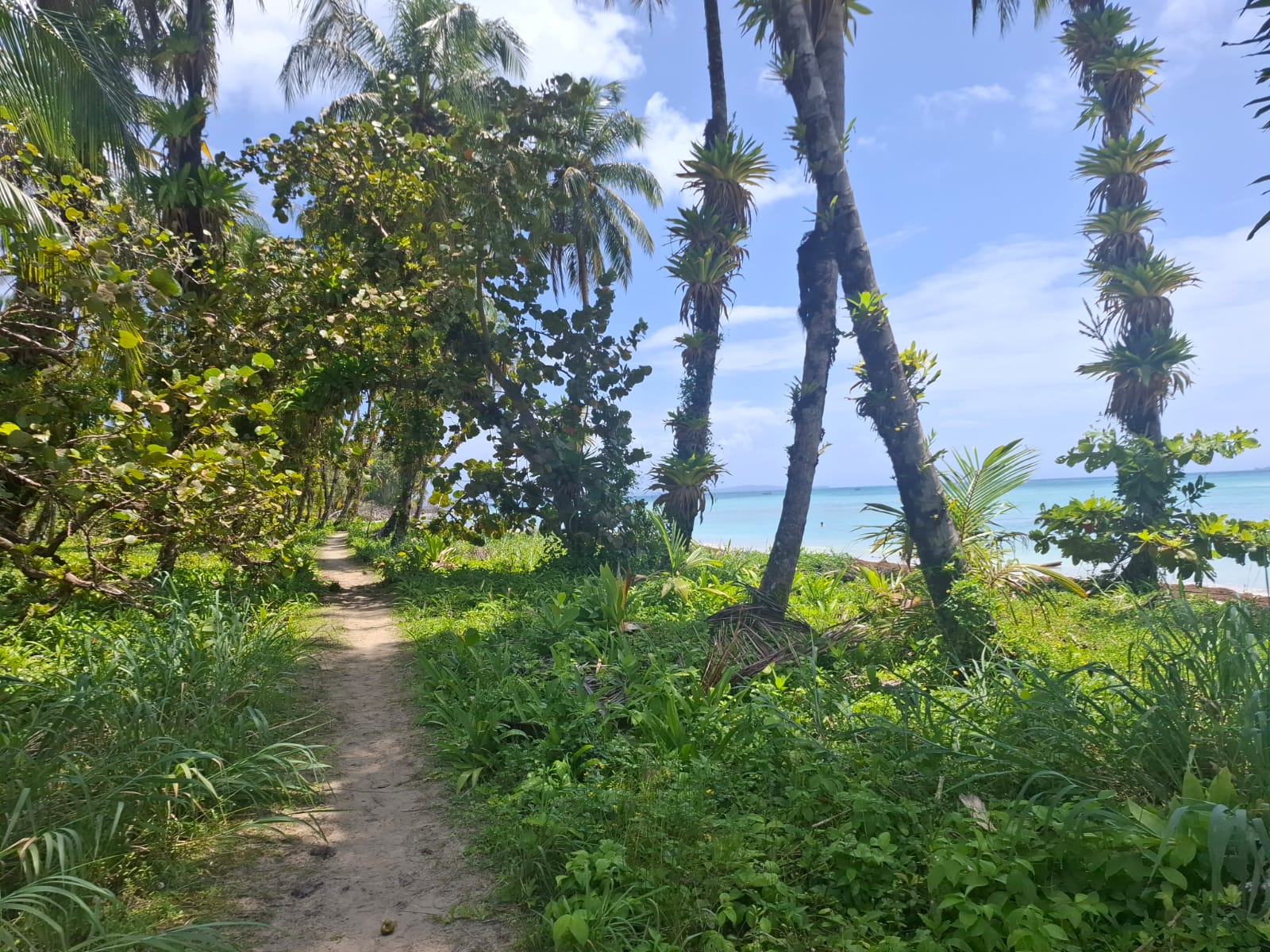 Domestic flight option to Bocas del Toro
